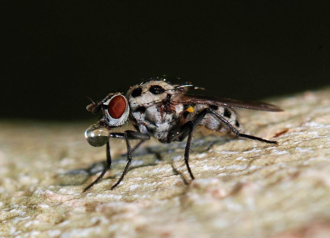 Study: Flies Confuse Blue Objects for Food