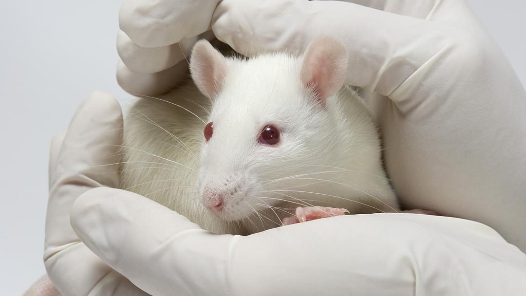 Stanford Grows Mice With Half-Human Brains