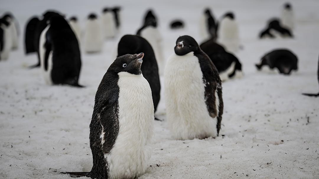 Study: Penguins Could Emit 7M Tons of Methane Annually