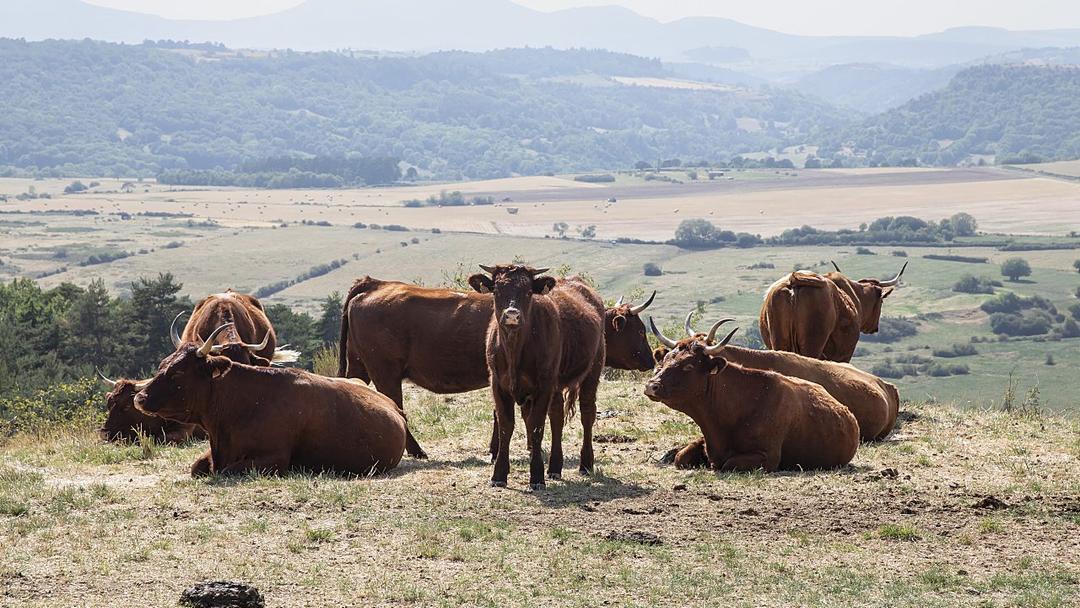 France Reports World's First Human Shamonda Virus Case