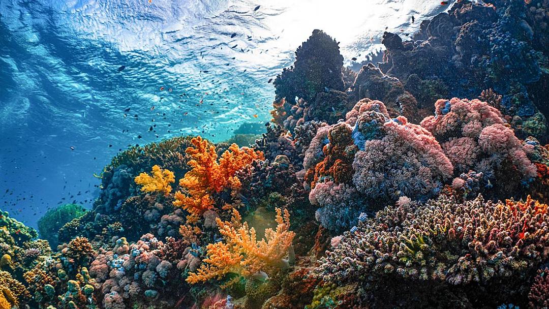 Report: 96% of World's Coral Reefs Face Collapse by 2075