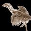 Why Evolution Is True