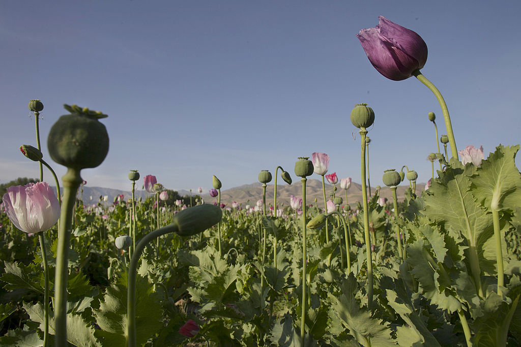 UN: Myanmar Surpasses Afghanistan as World’s Biggest Opium Producer