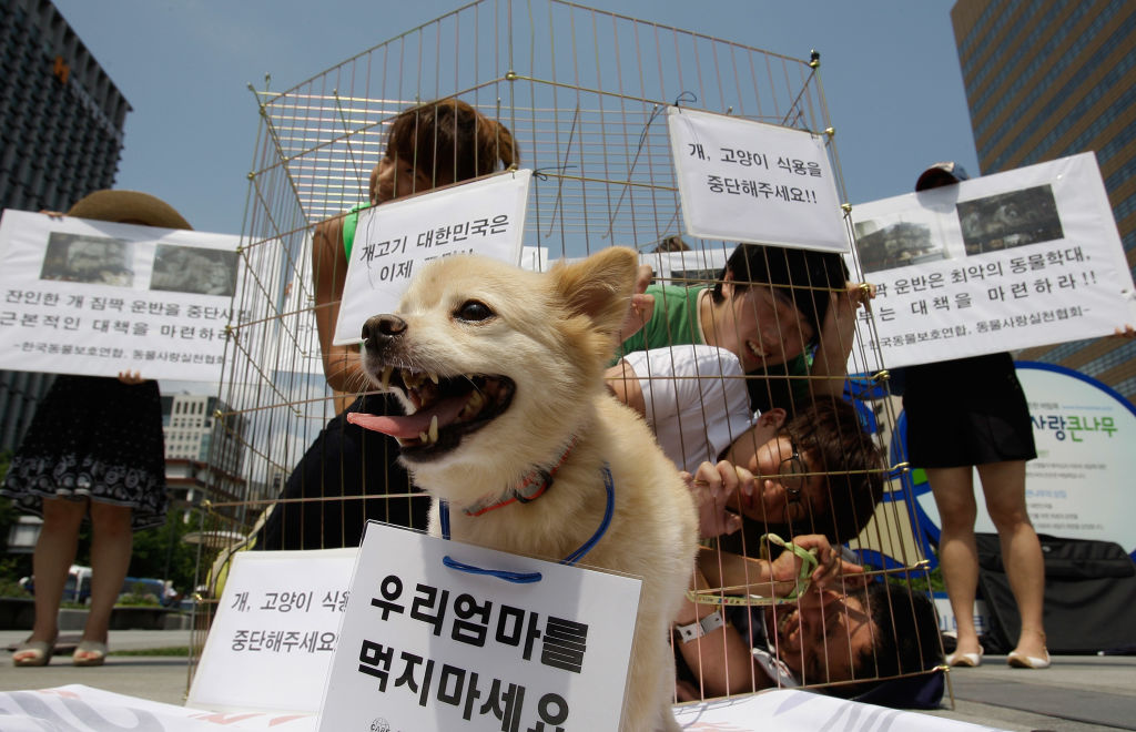 South Korea Outlaws Dog Meat Trade