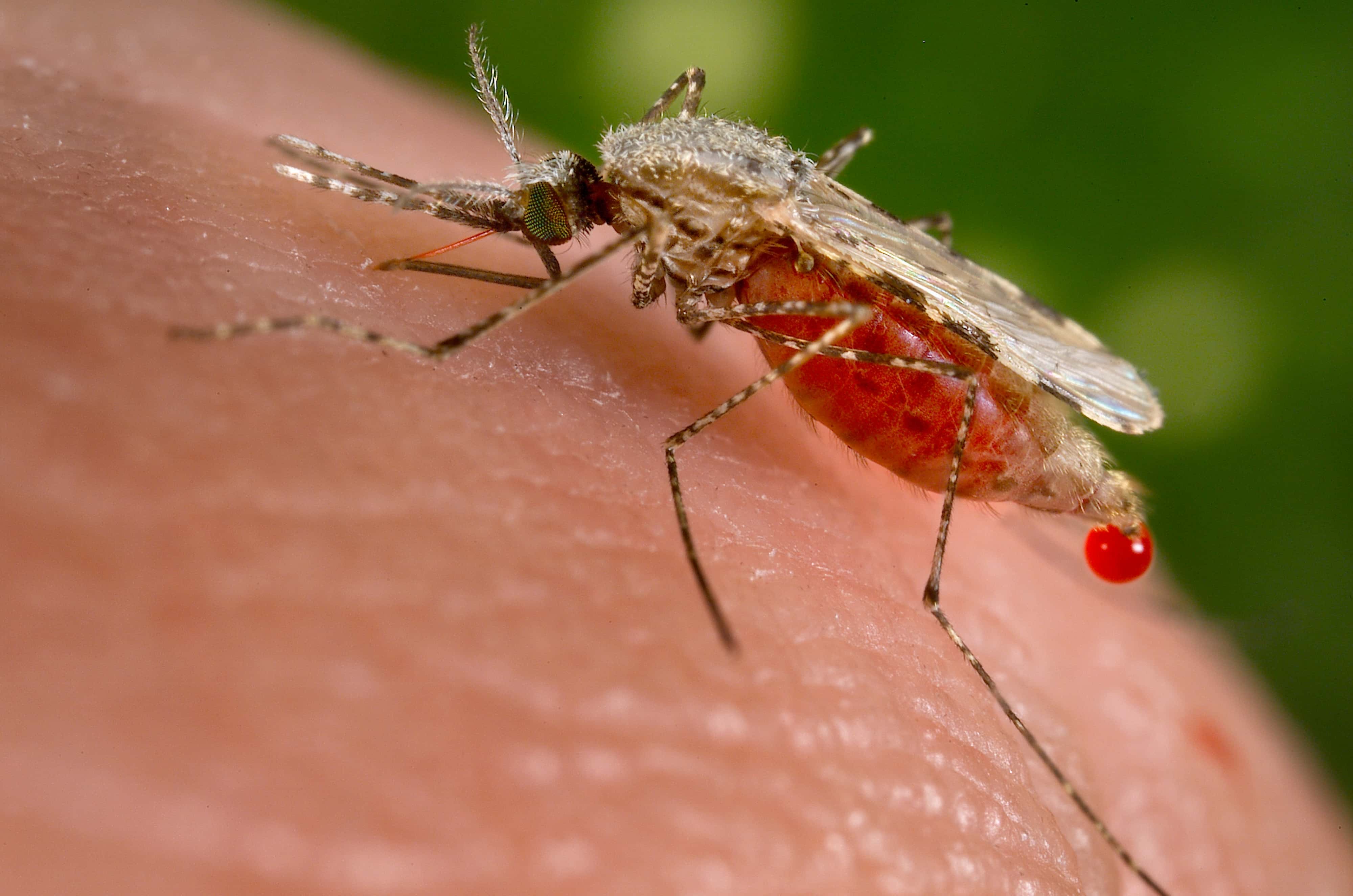 Study: Bacteria Could Stop Malaria Transmission