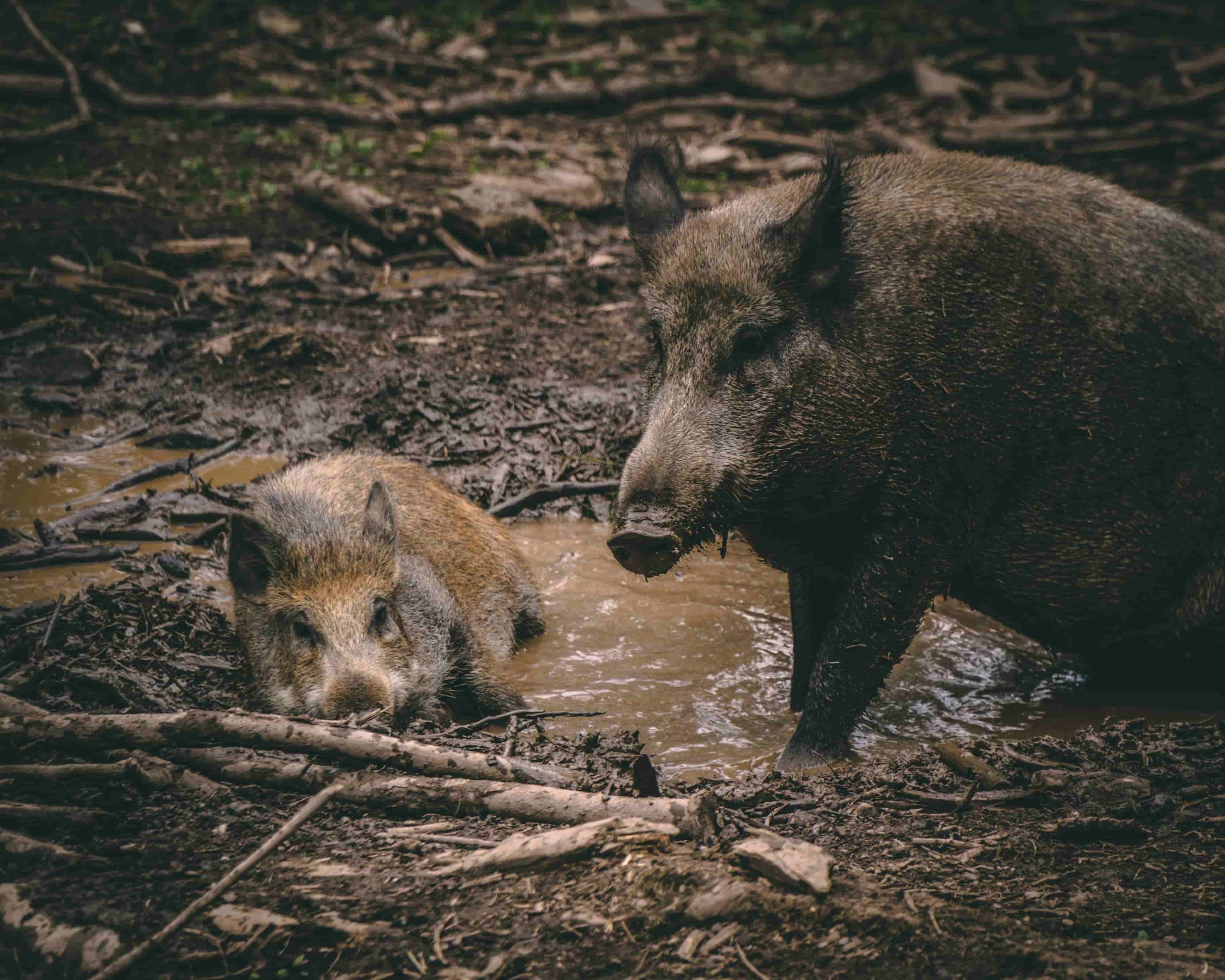 Study: Nuclear Weapons Tests Behind Radioactivity in Wild Boars