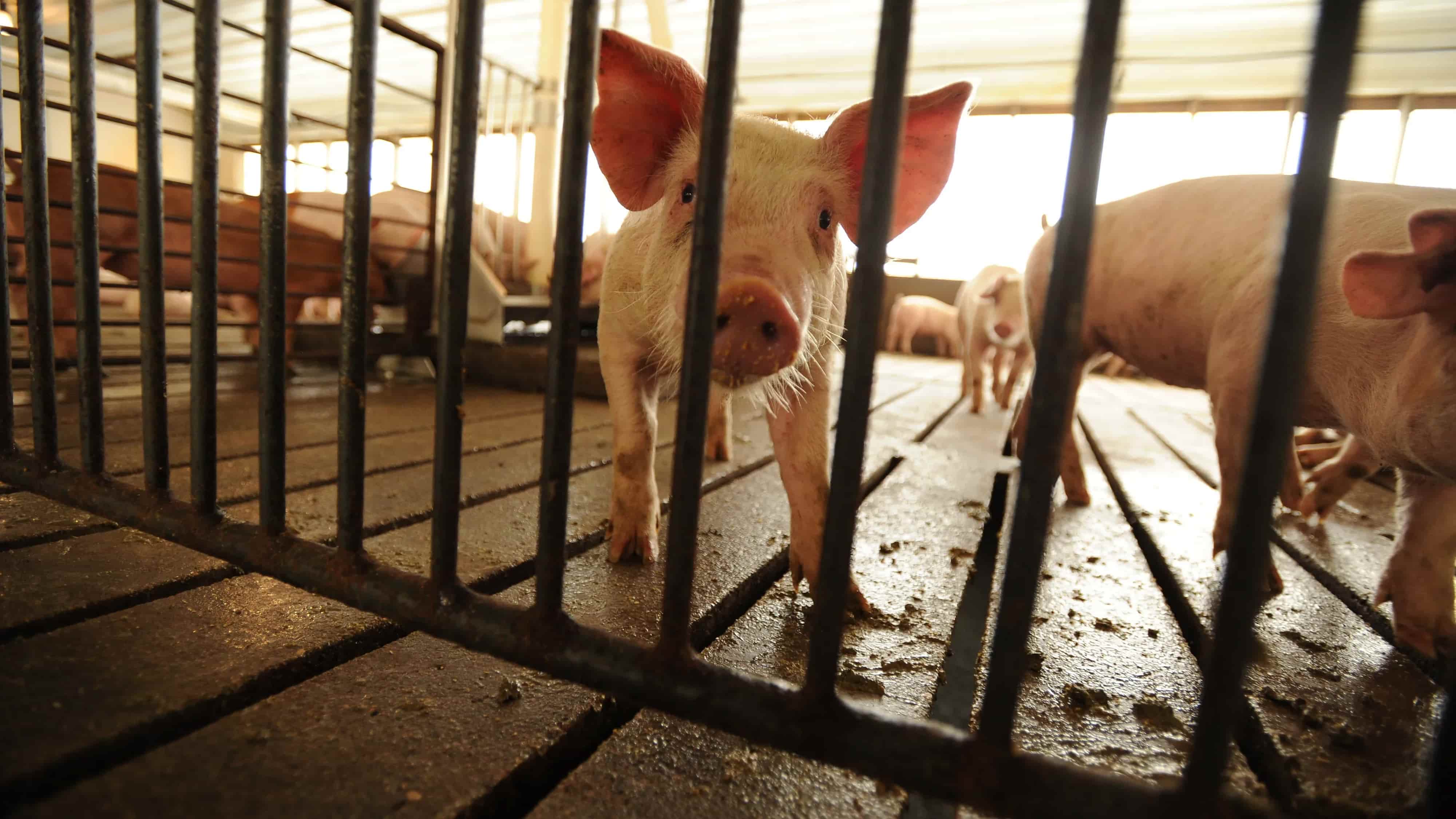 SCOTUS Hears Pork Industry Challenge to Calif. Law