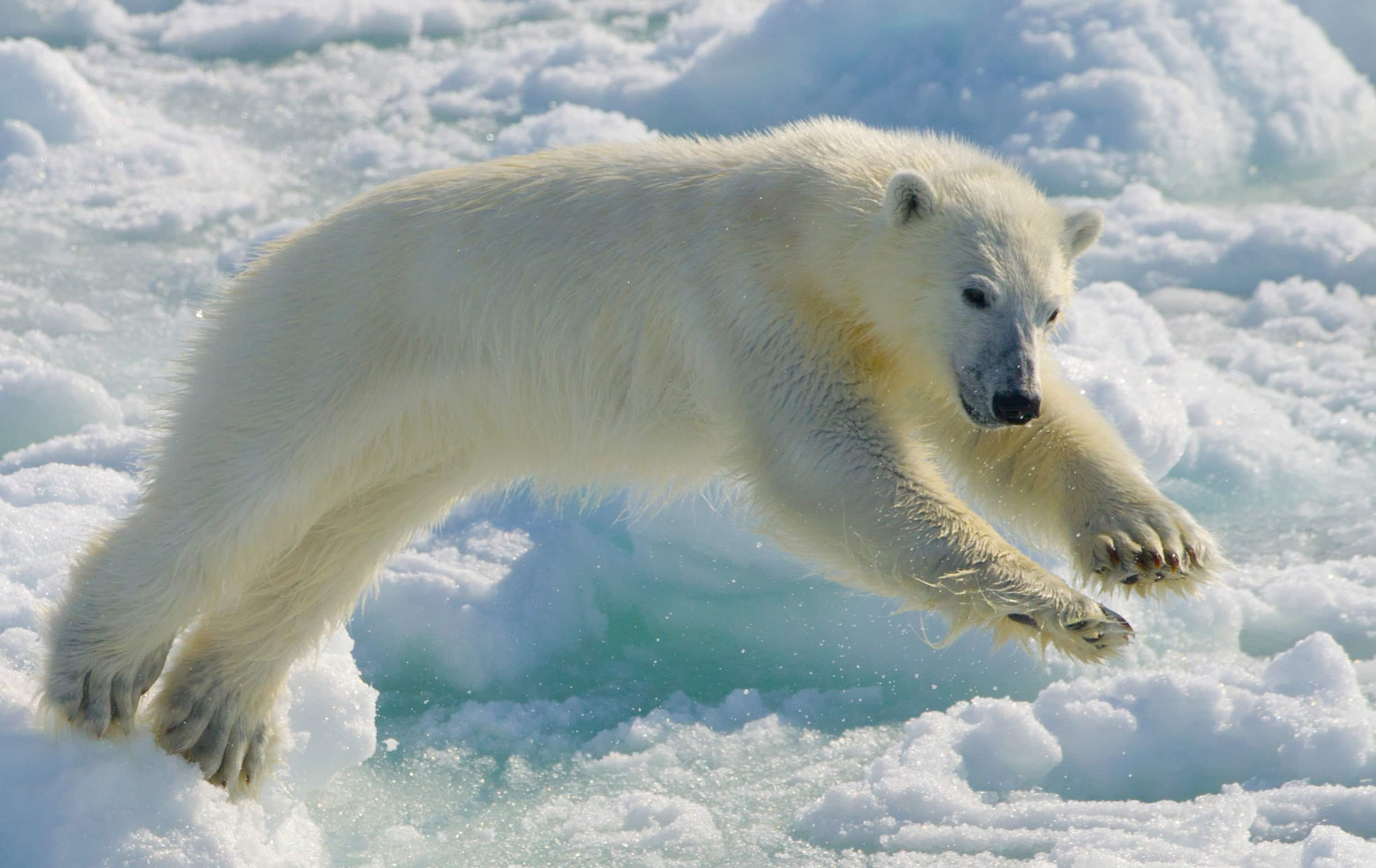 Study: Arctic Polar Bears at Risk of Starvation