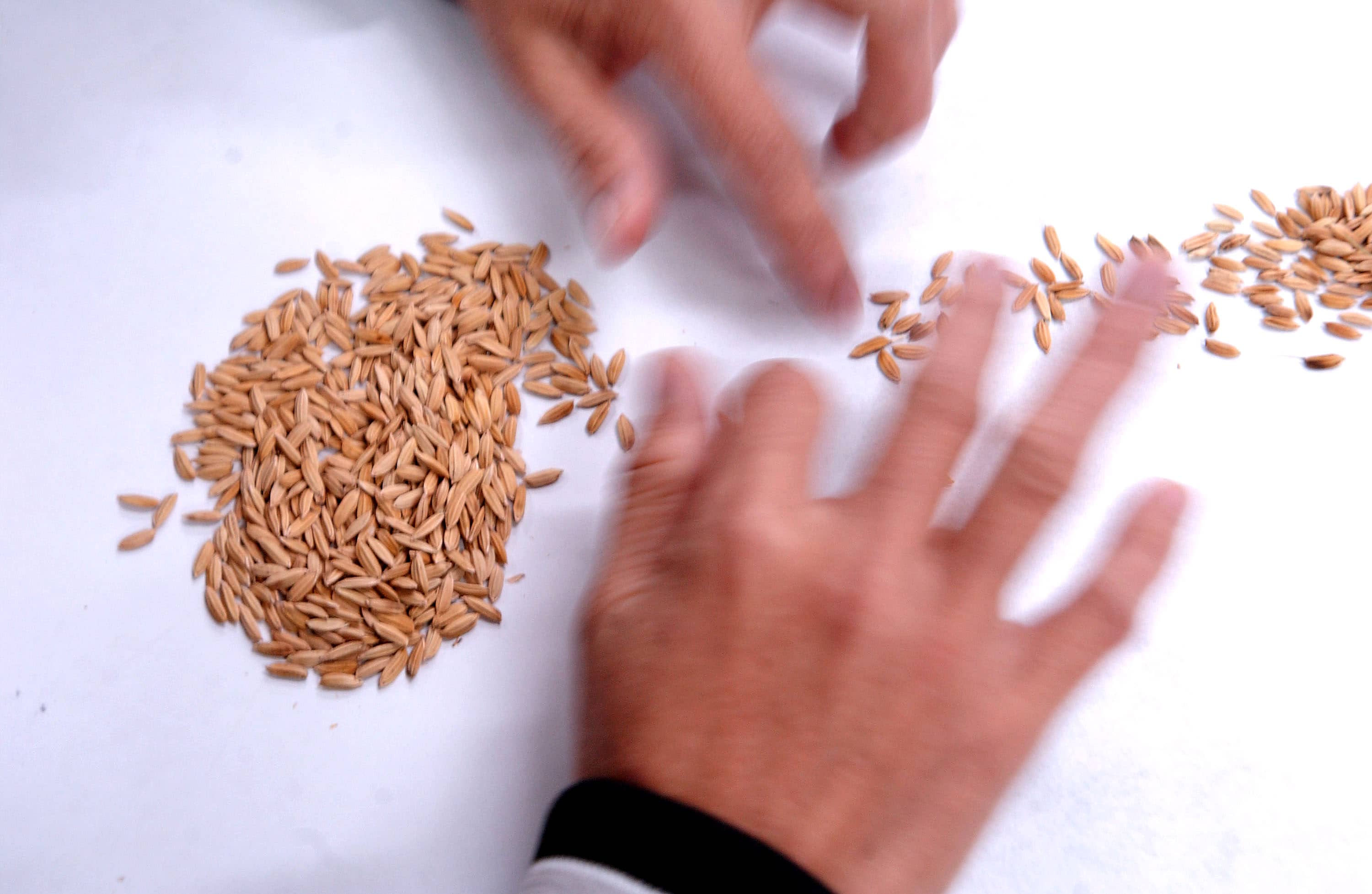 Scientists Develop First Beef-Rice Hybrid
