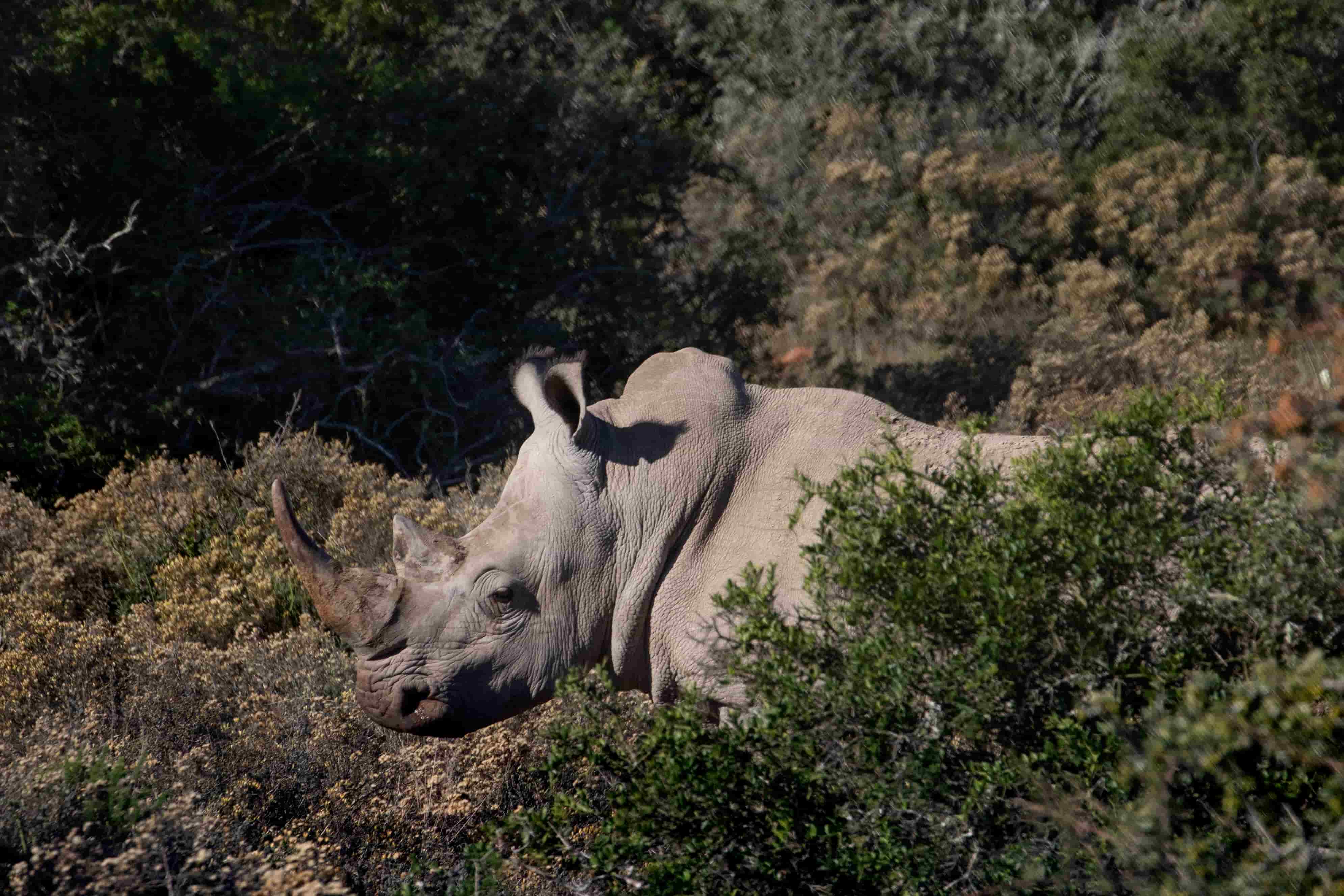 Report: Rhino Poaching on The Rise in South Africa
