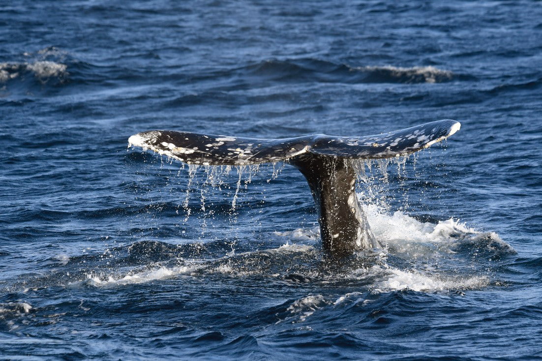 Formerly Extinct Whale in the Atlantic Seen Near New England