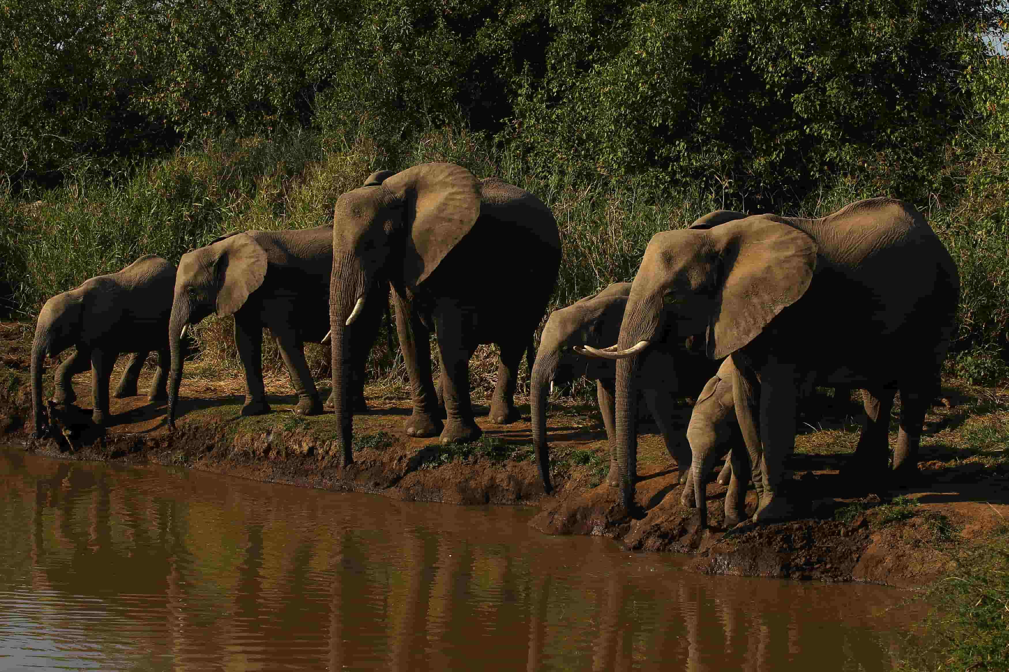 Botswana Threatens to Ship 20K Elephants to Germany