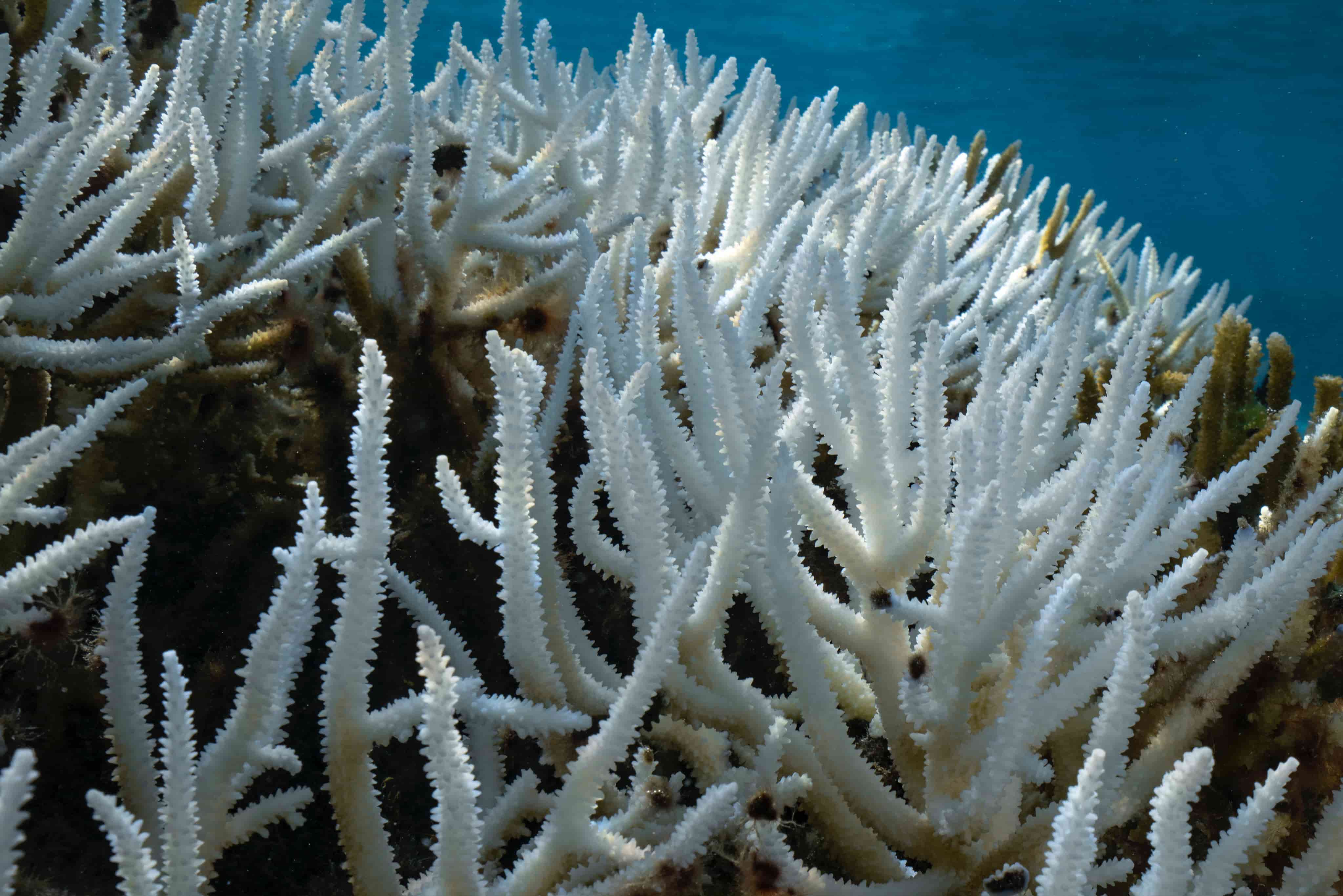 Report: Fourth Global Mass Coral Bleaching Underway